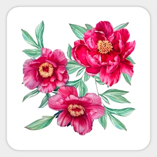 Bright peonies on white Sticker